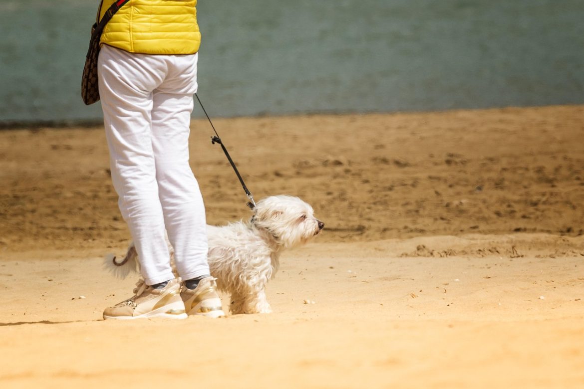 Optimal Daily Walk Lengths for Dogs