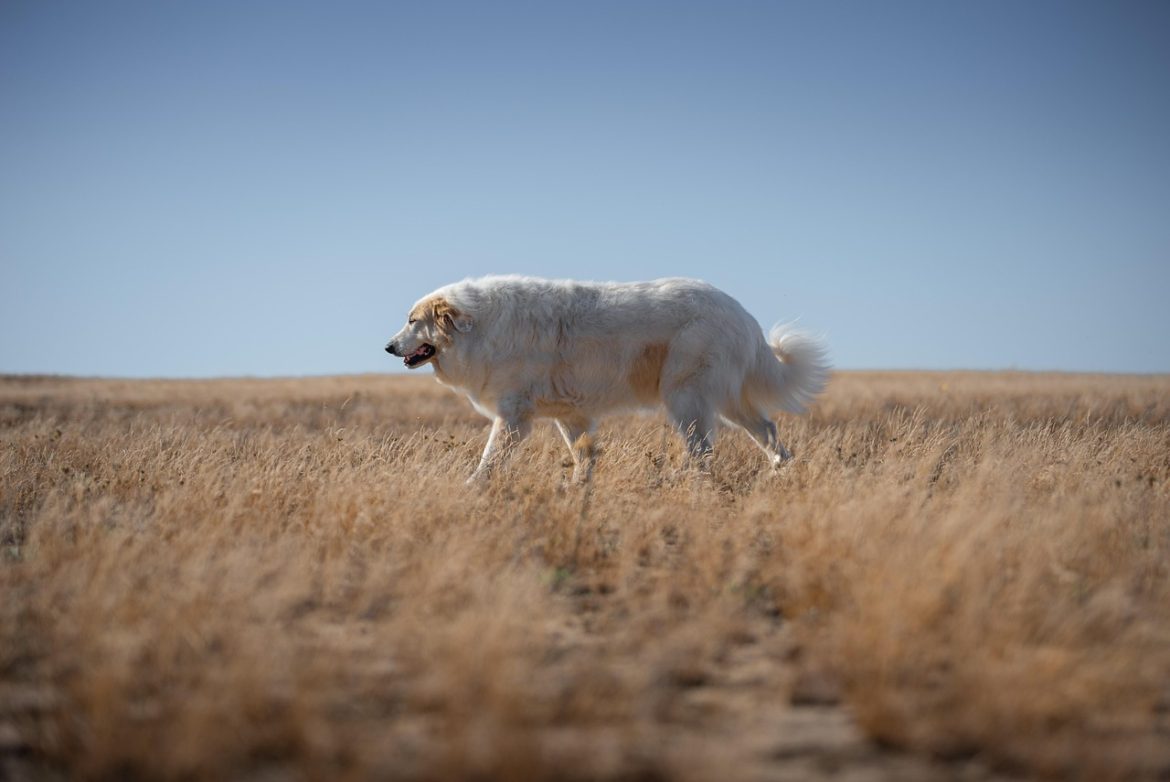 Mastering the Walk: Strategies for Handling Reactive Dogs