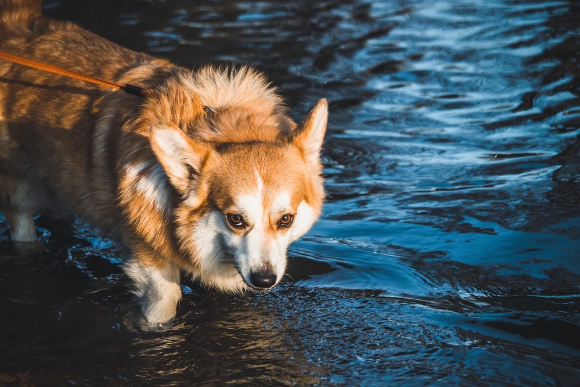 Mastering the Art of Dog Walking: Essential Tips for Handling Large Breeds