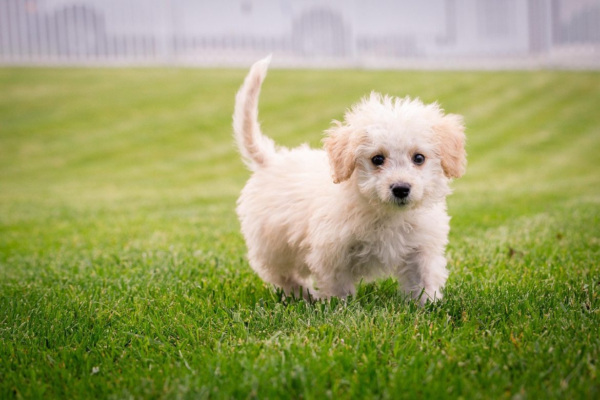 Mastering Walks: Top Picks for Dog Walking Training Leashes