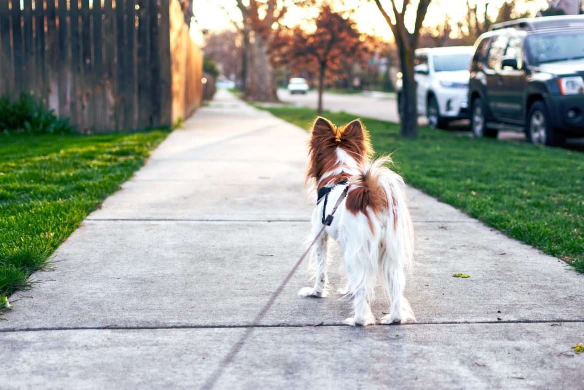 Essential Dog Walking Tips for Small Breeds